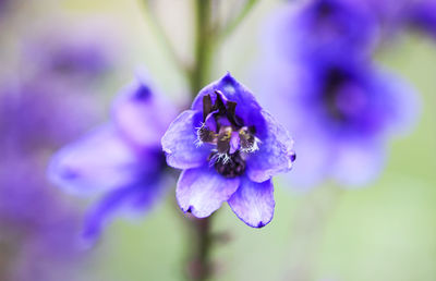 Close-up of purple flowering plant