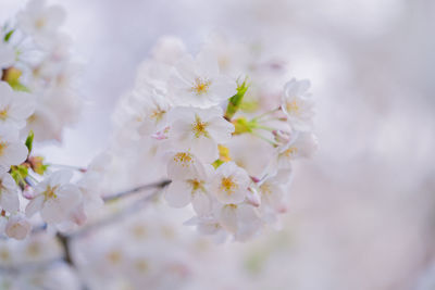 Close-up of white cherry blossom