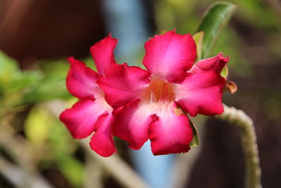 Close-up of pink flowers blooming outdoors