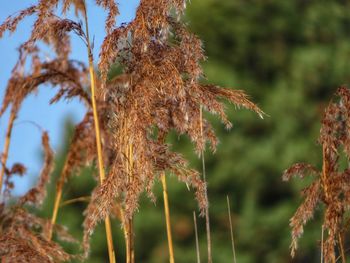 Close-up of dry plant on field during autumn