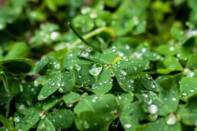 Close-up of water drops on leaf