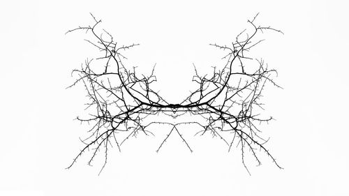 Low angle view of bare tree against white background