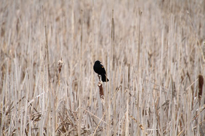 A red winged blackbird perched on a bulrush in the middle of a pond