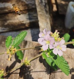 Close-up of honey bee on flower