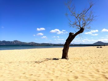 Bare tree on sand at beach against blue sky