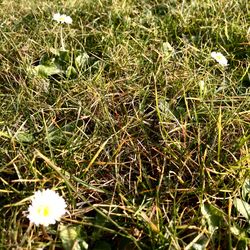 Full frame shot of plants growing on field