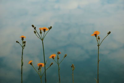 Close-up of flowering plant against sky