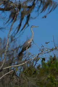 Low angle view of blue her on bird perching on branch