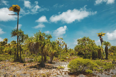 Trees on landscape against blue sky