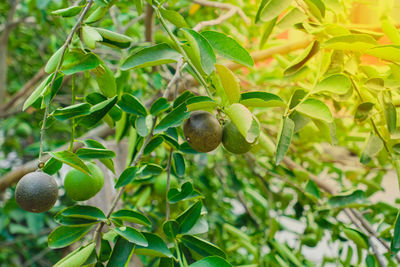 Close-up of fruit growing on tree