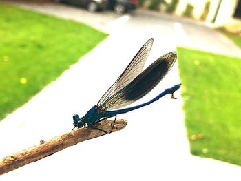 Close-up of insect perching on leaf