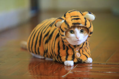 Year of tiger, small tiger cat costume 