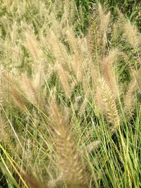 Close-up of stalks in field