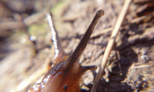 Close-up of frozen plant