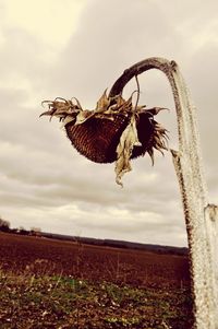 Close-up of wilted plant on field against sky