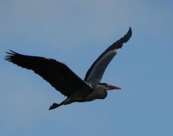 Bird flying over the background