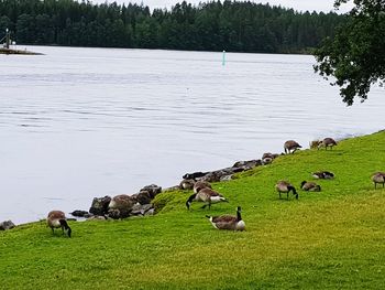 Flock of sheep on grassy field by lake