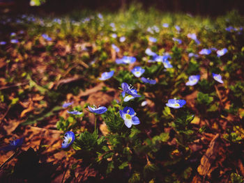 High angle view of purple flowering plants on land