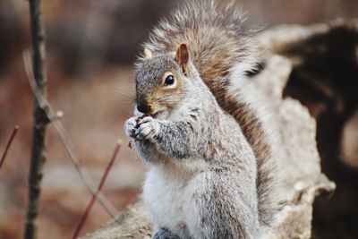 A squirrel eating a walnut 