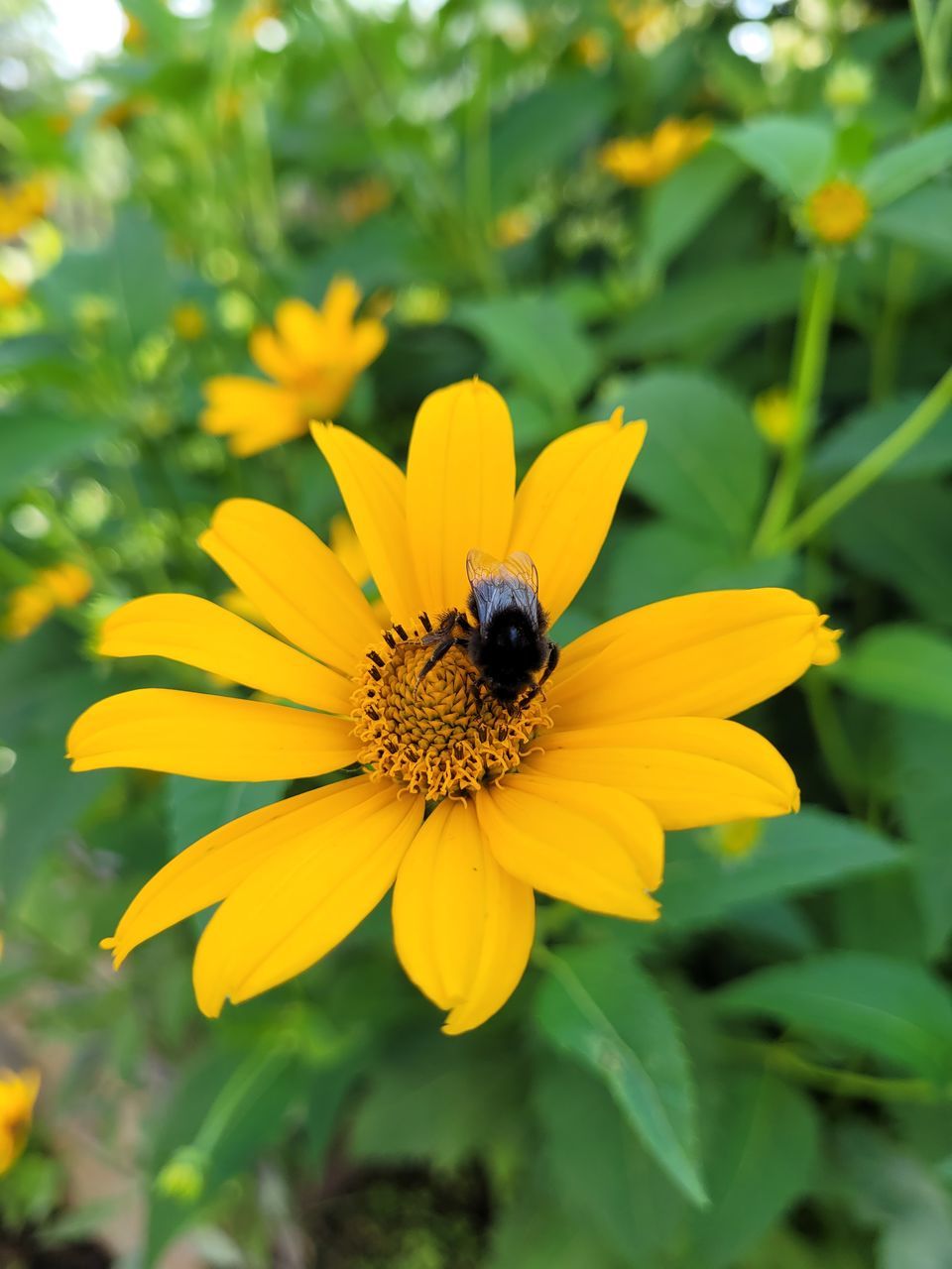 BEE ON FLOWER