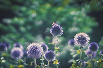 Close-up of thistle blooming outdoors