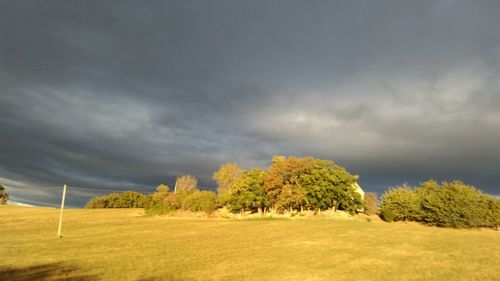 Trees on field against sky