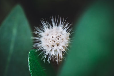 Close-up of spiked plant