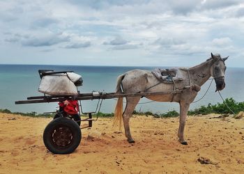 Horse cart on sea shore against sky