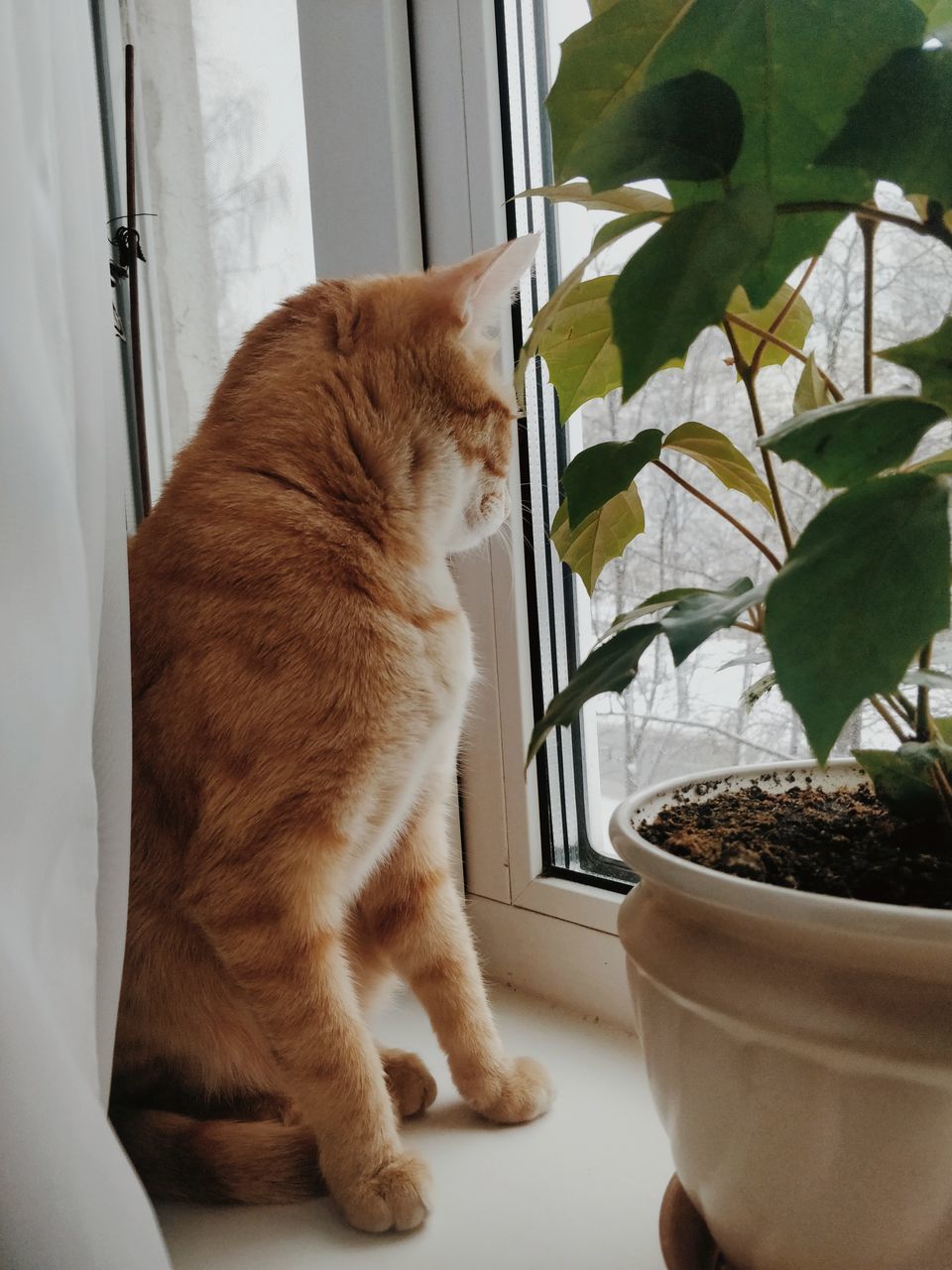 cat, animal themes, pets, feline, domestic animals, domestic, mammal, animal, domestic cat, one animal, vertebrate, plant, potted plant, no people, leaf, plant part, nature, indoors, window, window sill, houseplant, ginger cat, whisker