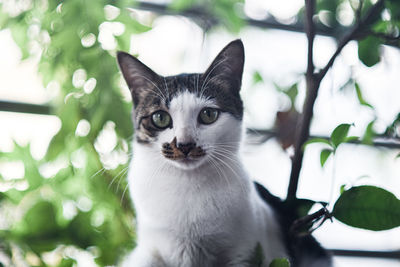 Close-up portrait of a cat