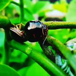 Close-up of insect on leaf