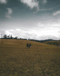 Horses in a field