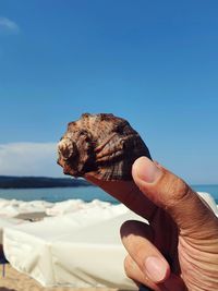 Cropped hand holding seashell by sea against clear sky