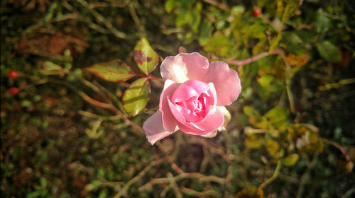 Close-up of pink rose blooming outdoors