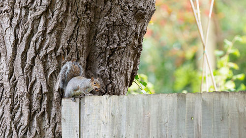 View of lizard on tree trunk