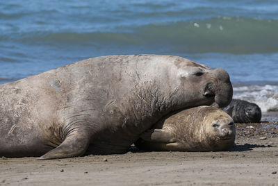 High angle view of seal lying on beach