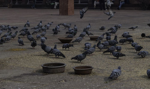High angle view of birds perching on floor