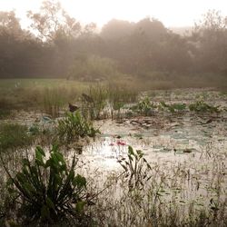 Reflection of trees in lake