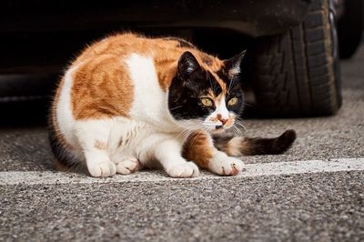 Close-up of cat lying on the road
