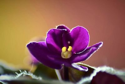 Close-up of flower