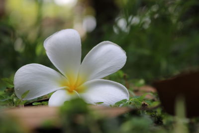 Close-up of white crocus