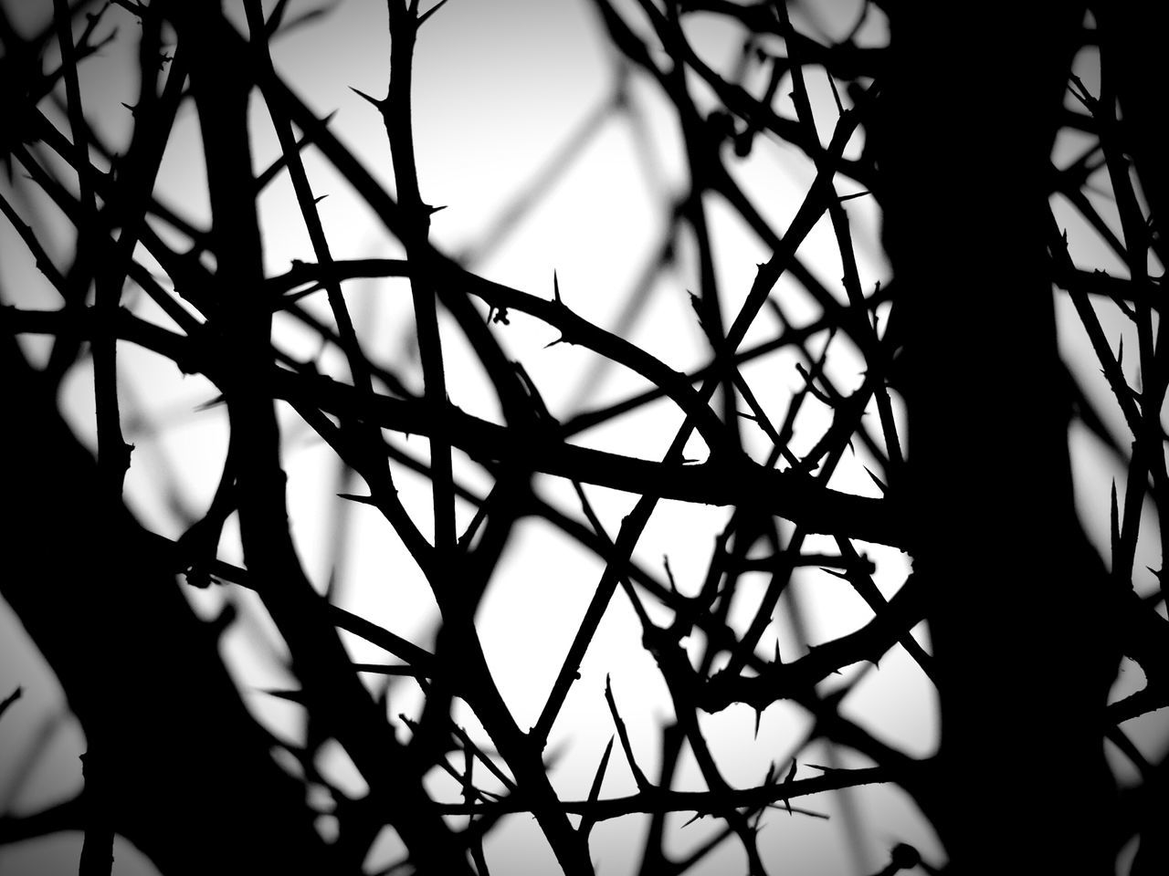 low angle view, silhouette, branch, close-up, focus on foreground, sky, nature, backgrounds, full frame, metal, no people, outdoors, pattern, growth, day, clear sky, tree, sunlight, protection, tranquility