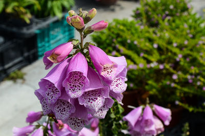Close-up of pink flowers blooming outdoors