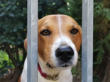 Close-up portrait of dog