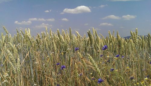 Flowers blooming on field against sky