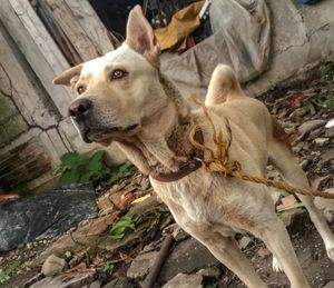 High angle view of dog looking away