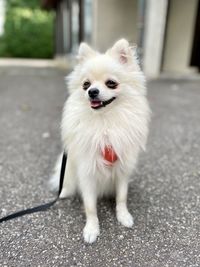 pet