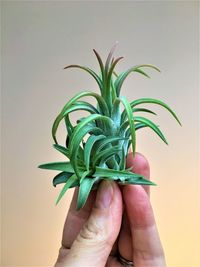 Close-up of hand holding plant