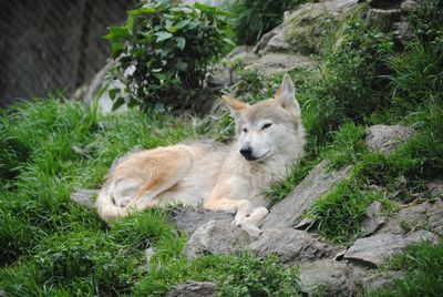 Portrait of lion