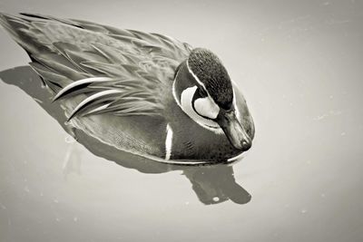 High angle view of bird swimming in lake